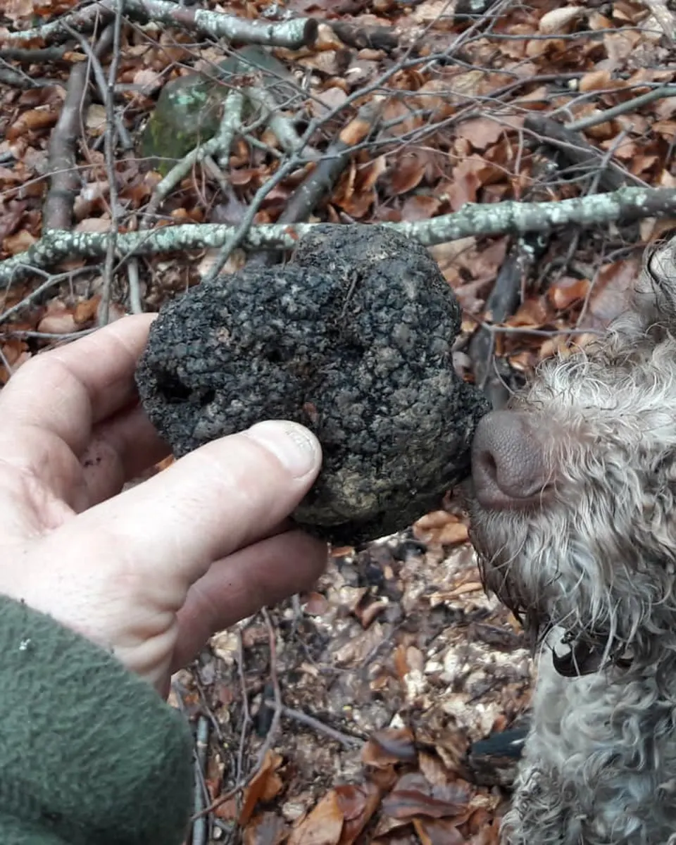 Un tartufo appena trovato con il suo cane