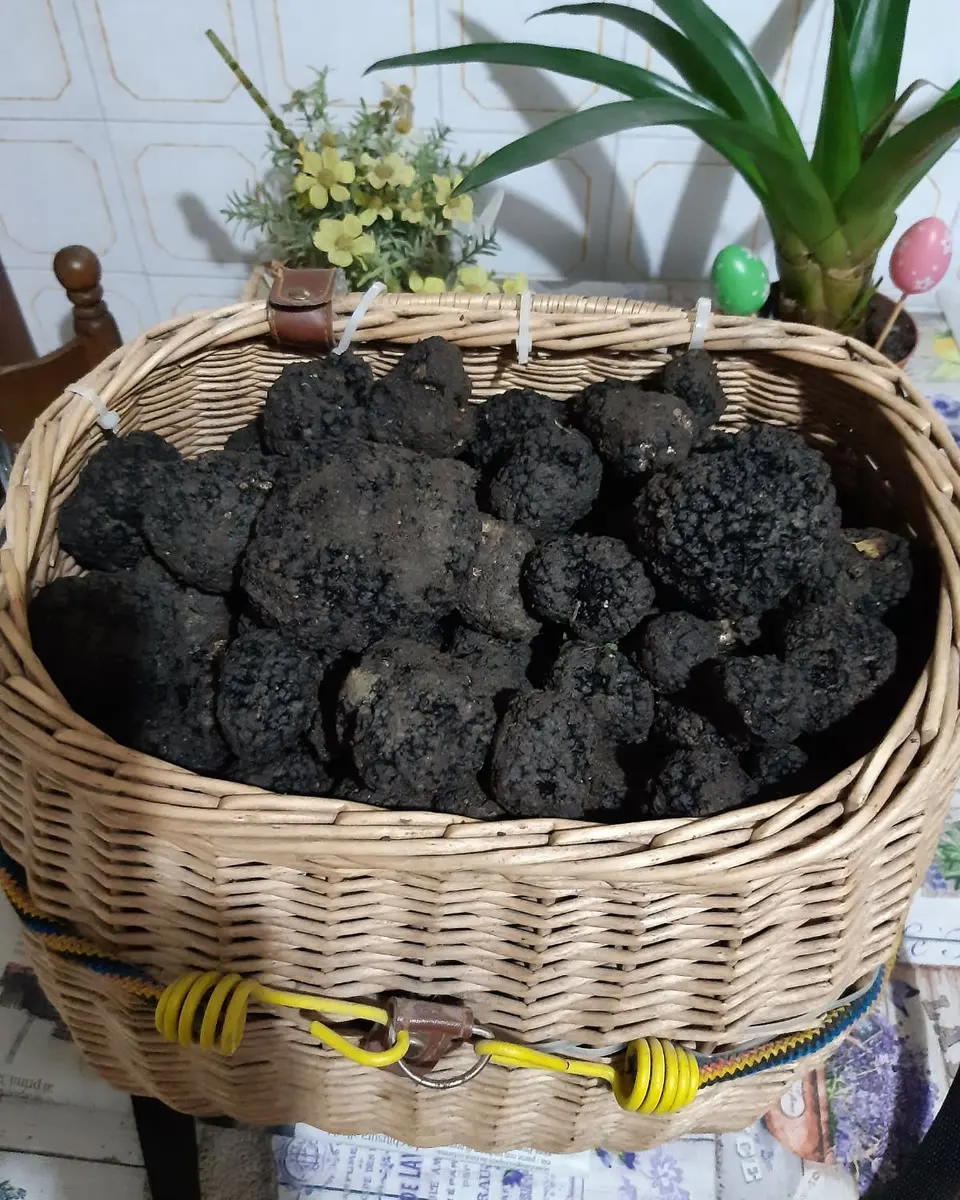 Un cesto di tartufi neri