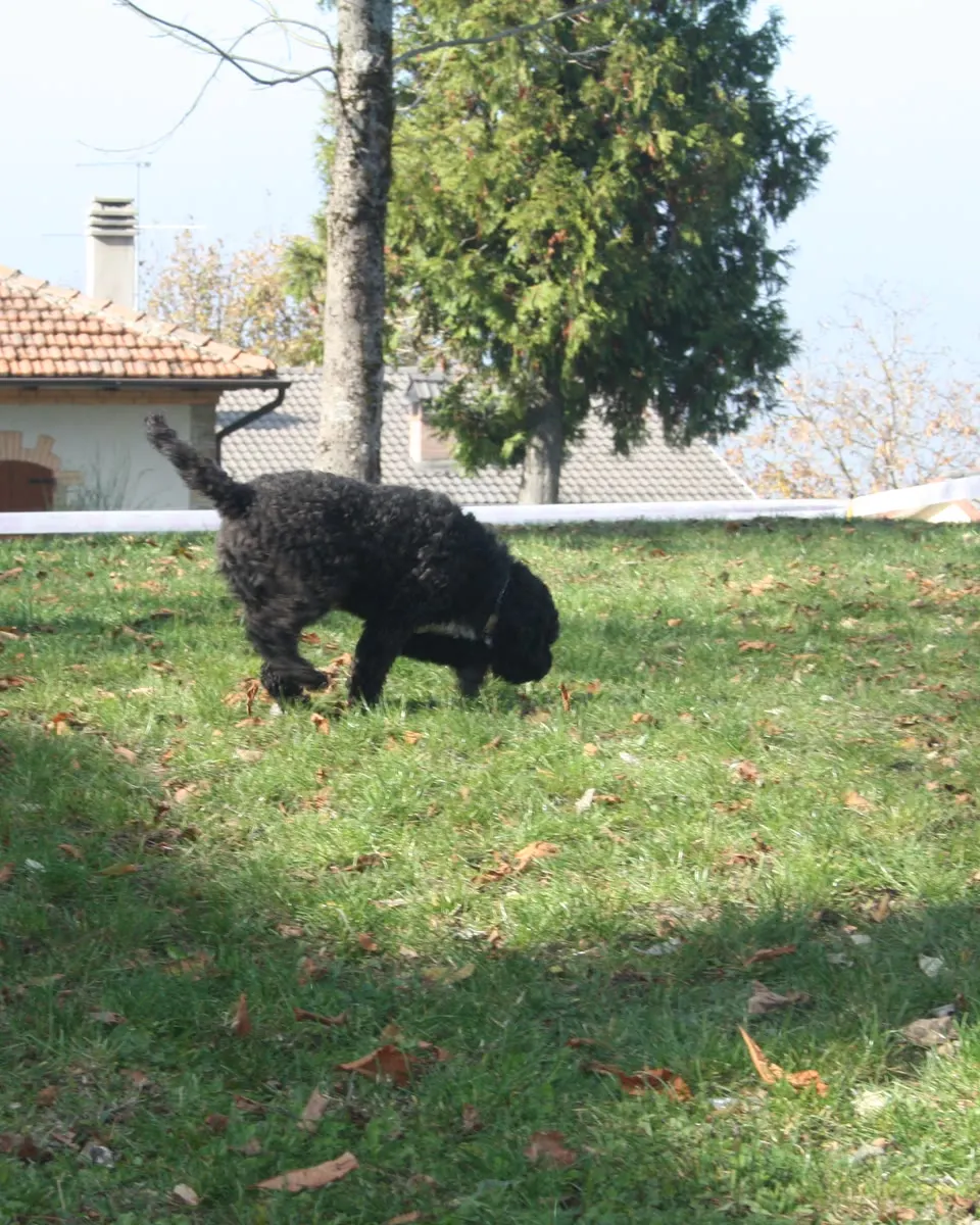 La gara di ricerca in ring