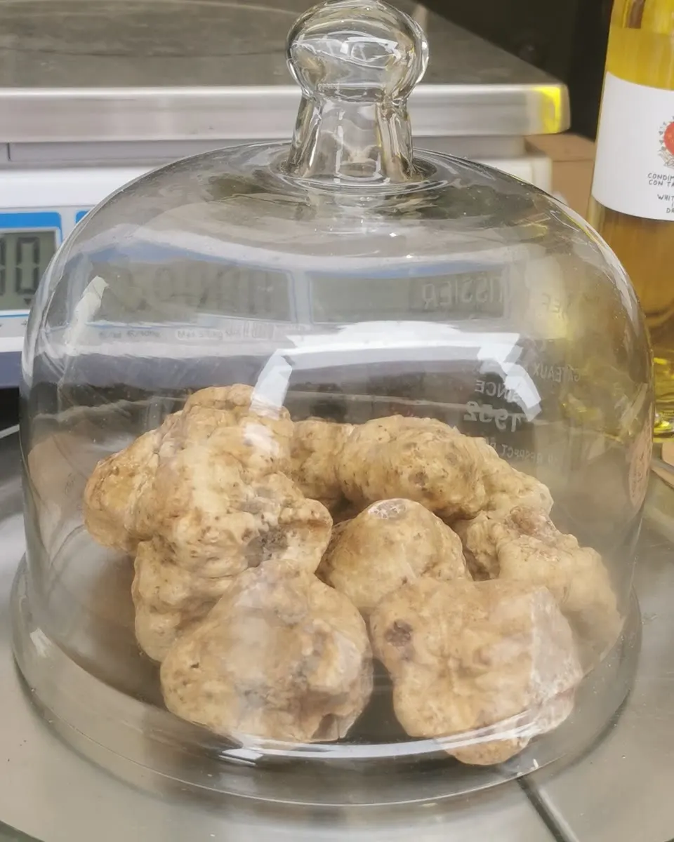 Tartufo bianco sotto la campana di vetro