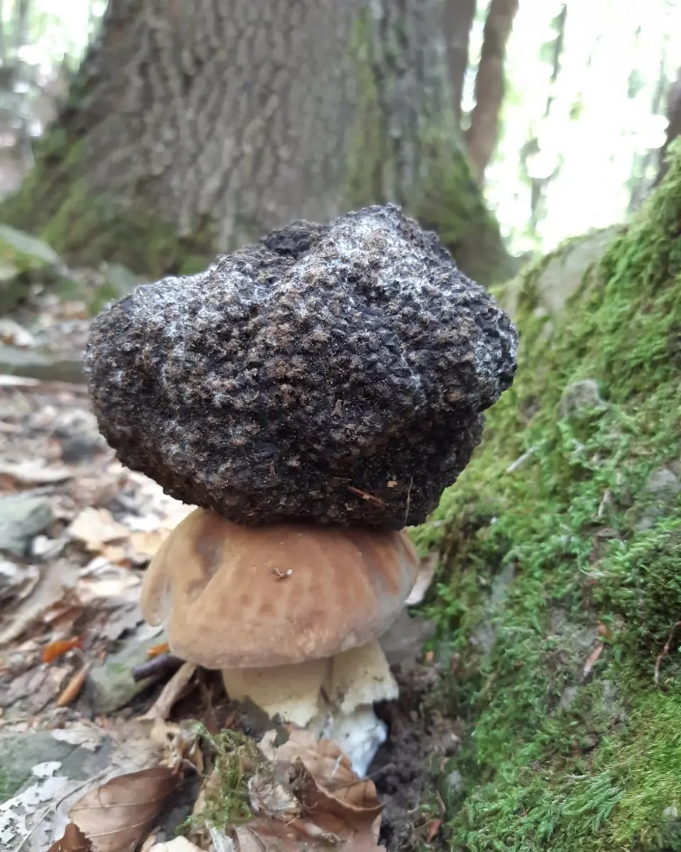Tartufo nero appoggiato su un porcino