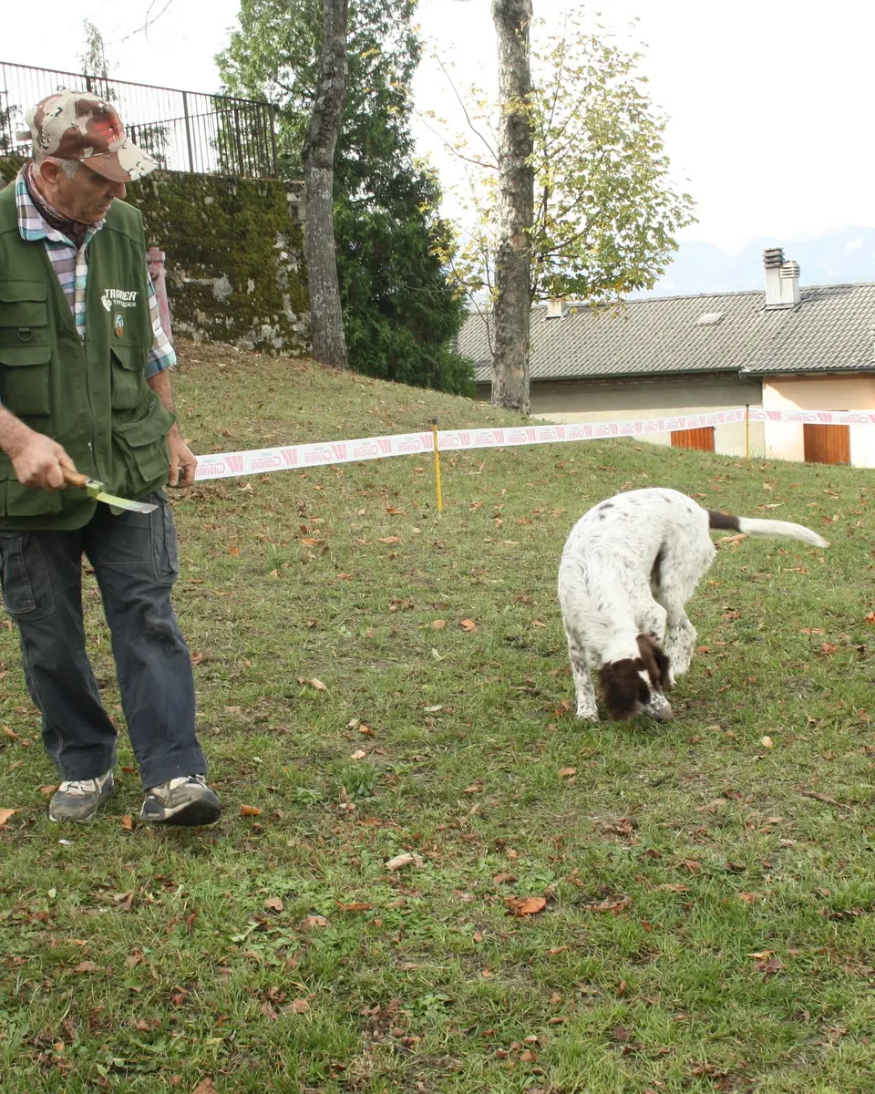 Un cane da tartufo in gara