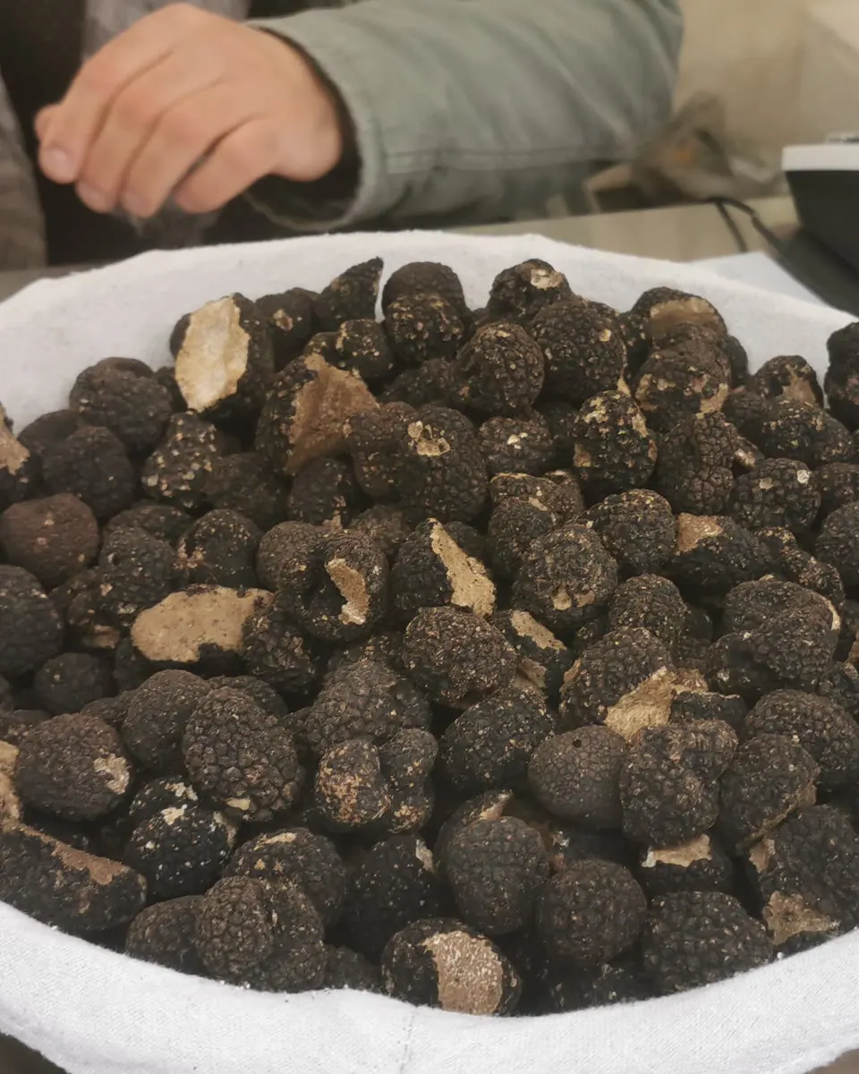 Tartufi neri pronti per la pesa