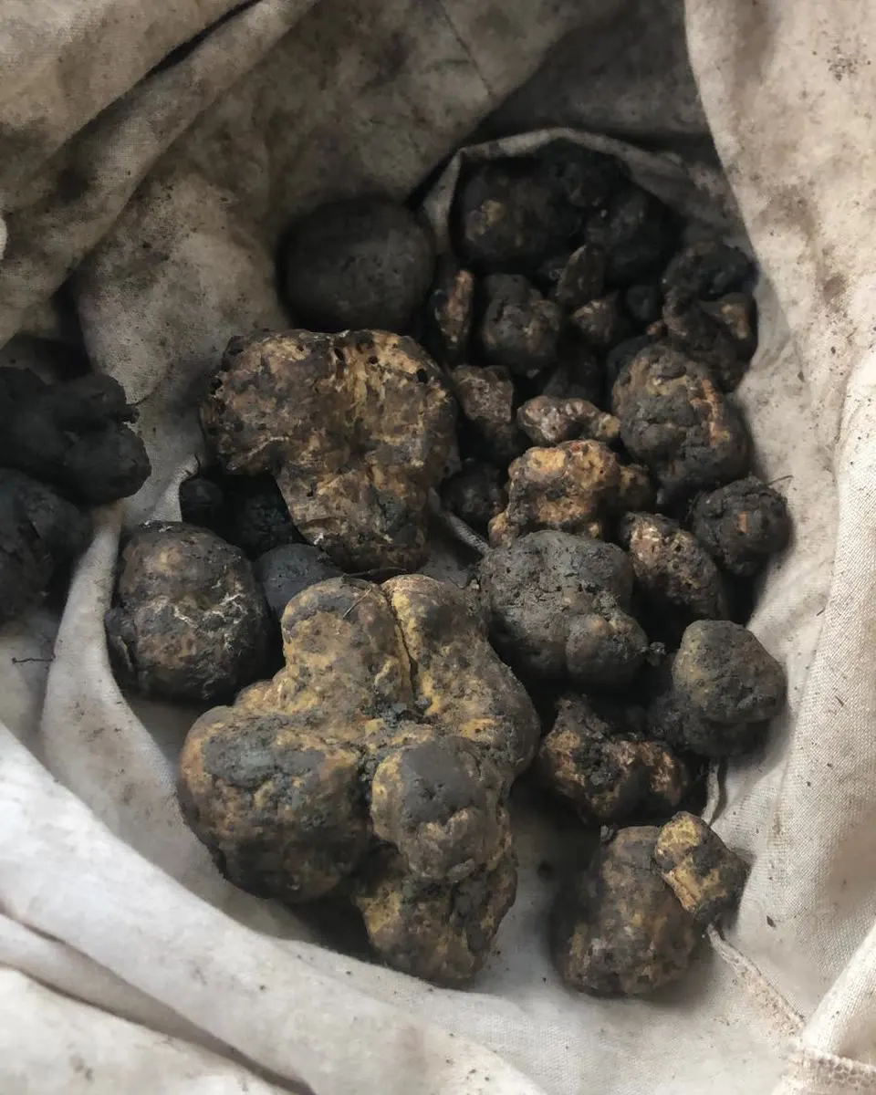 Un sacchetto di tartufi raccolti